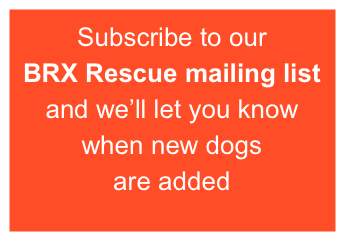Subscribe to our 
BRX Rescue mailing list
and we’ll let you know when new dogs 
are added